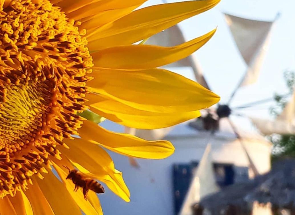 Anemomilos Studios Gerani  Exteriör bild